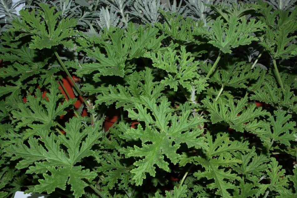 防蚊樹 Pelargonium citrosum