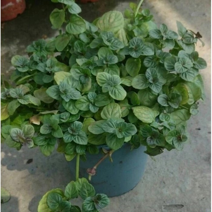 柑橘薄荷 Mentha citrata