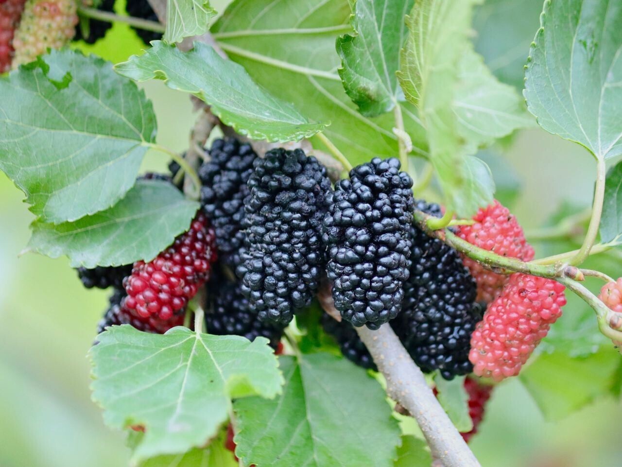 桑葚 Morus alba L.