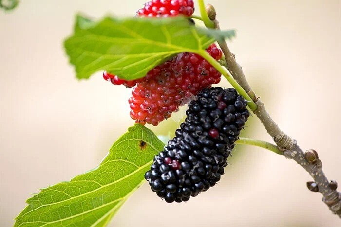 桑葚 Morus alba L.