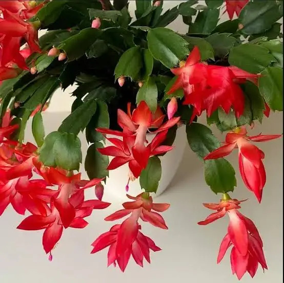 蟹爪蘭 Schlumbergera truncate