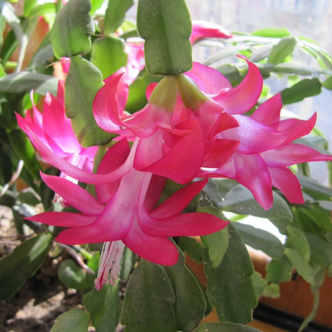 蟹爪蘭 Schlumbergera truncate