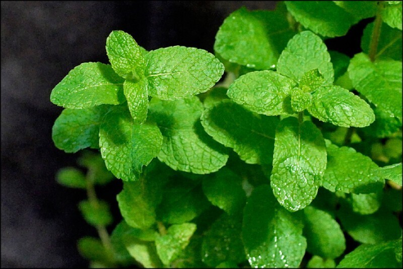 蘋果薄荷 Mentha suaveolens