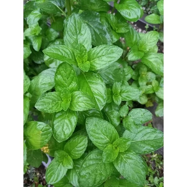 茱莉亞甜薄荷 Mentha spicata 'Julia's Sweet Citrus'