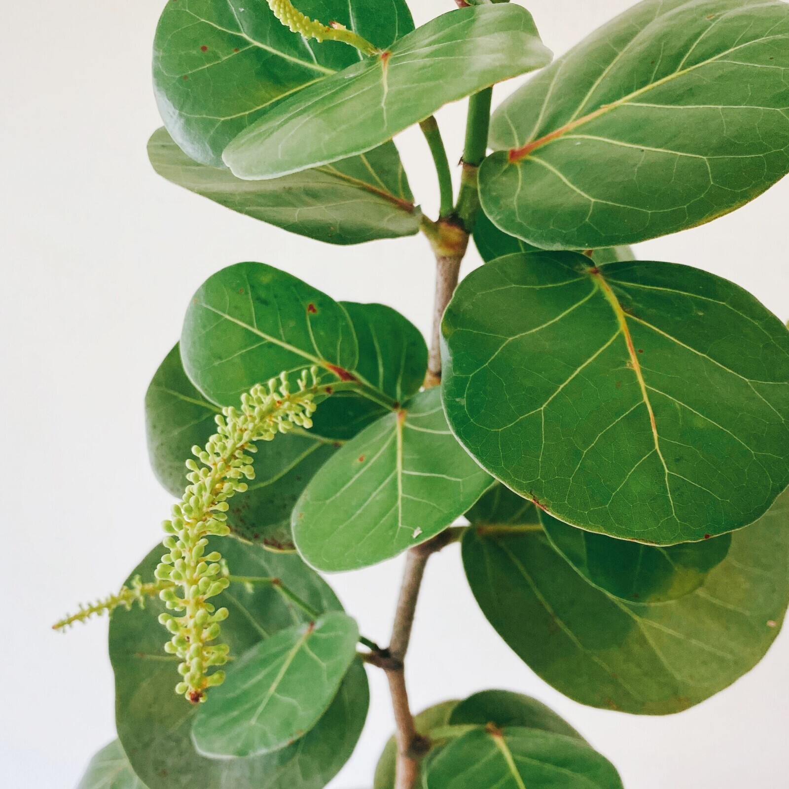 海葡萄 Coccoloba uvifera (Linn.) Linn.