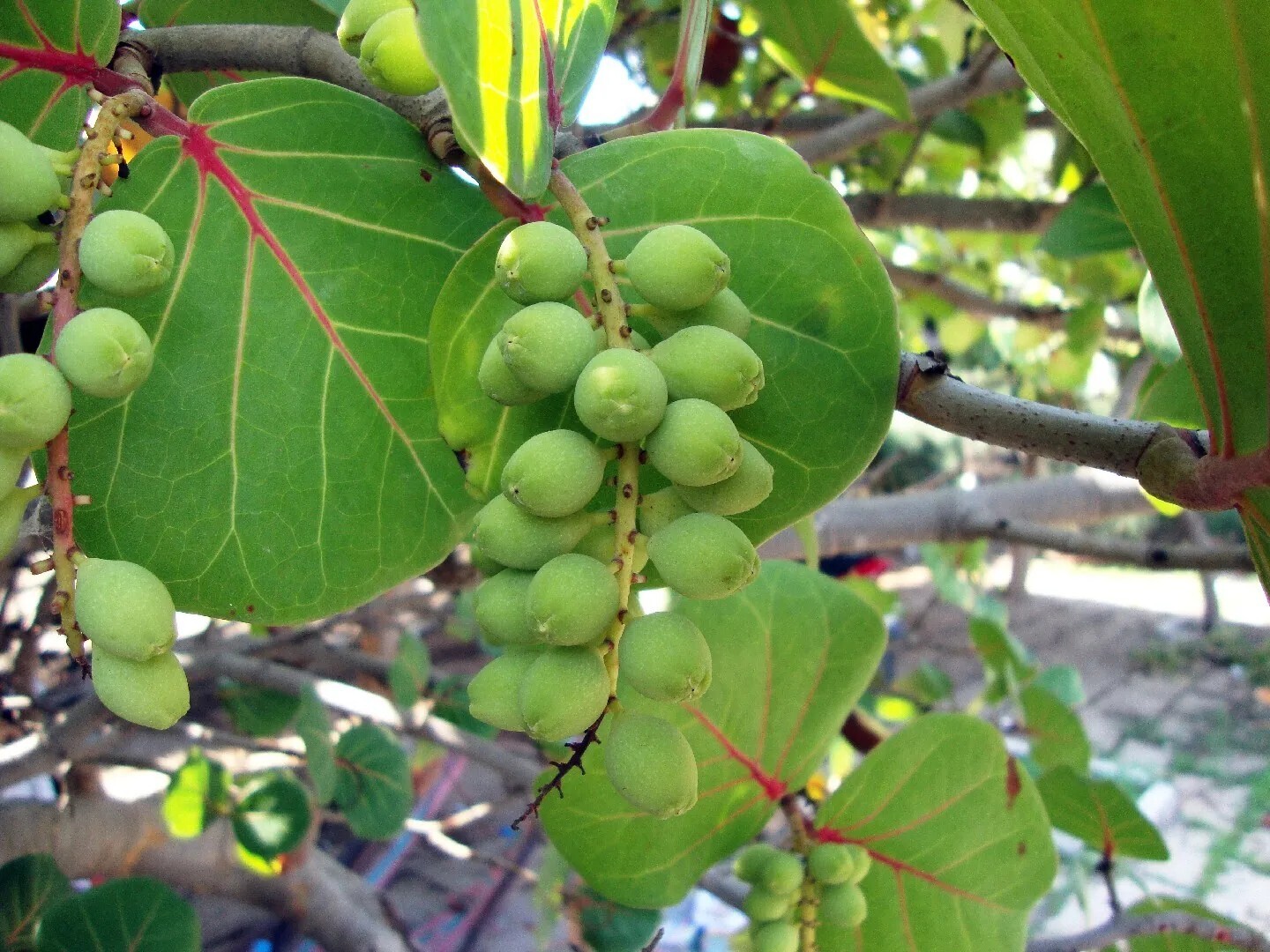 海葡萄 Coccoloba uvifera (Linn.) Linn.