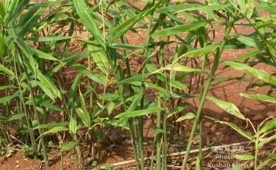 薑 Zingiber officinale Roscoe