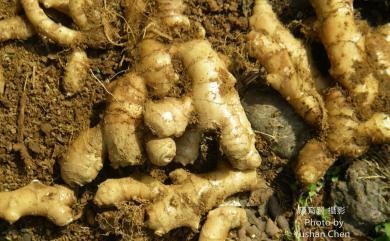 薑 Zingiber officinale Roscoe
