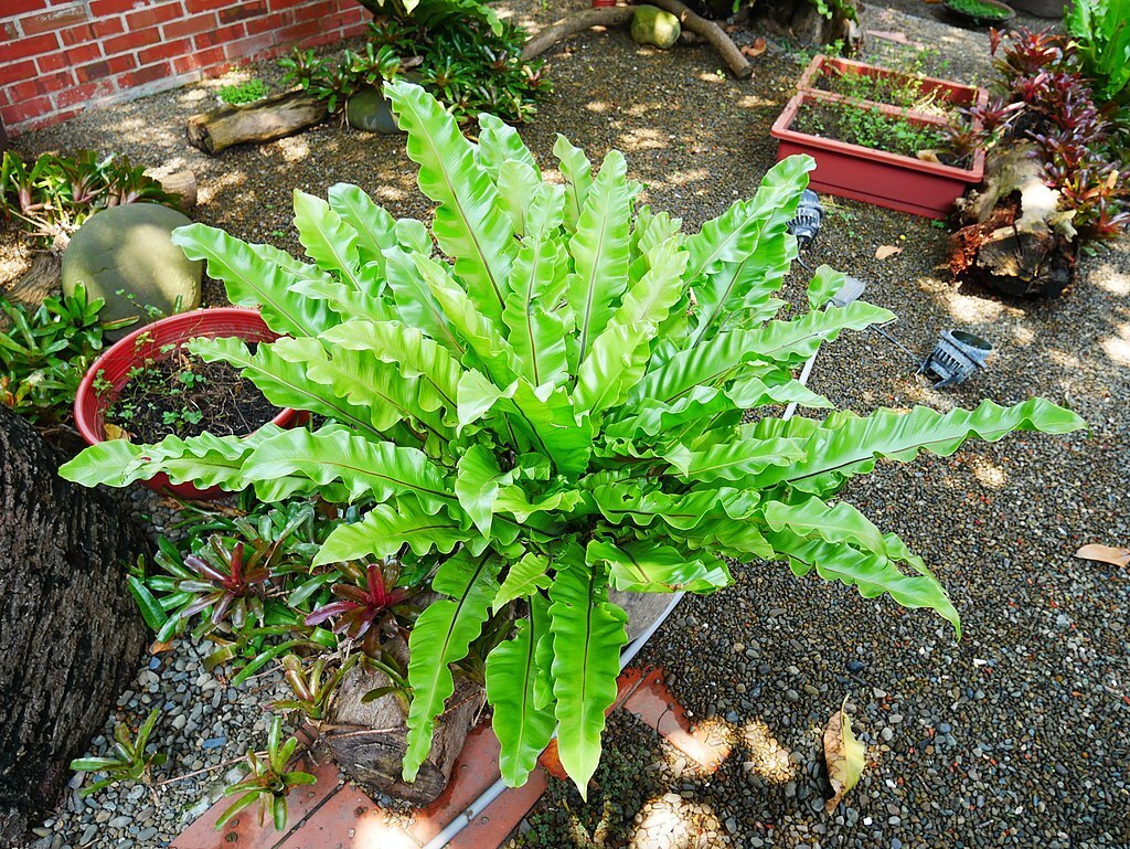 山蘇 Asplenium nidus Linn.