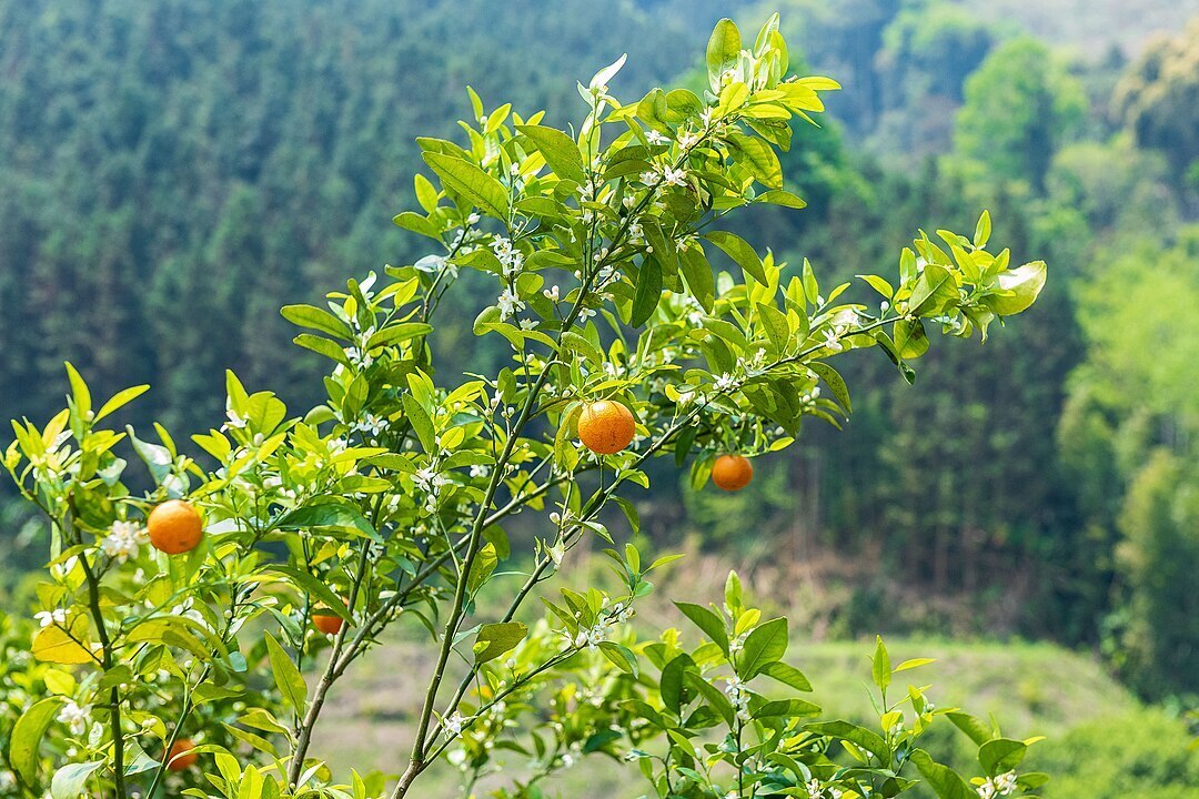 砂糖橘 Citrus reticulata Blanco cv. Shiyue Ju