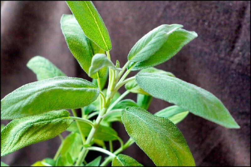 藥用鼠尾草 Salvia officinalis