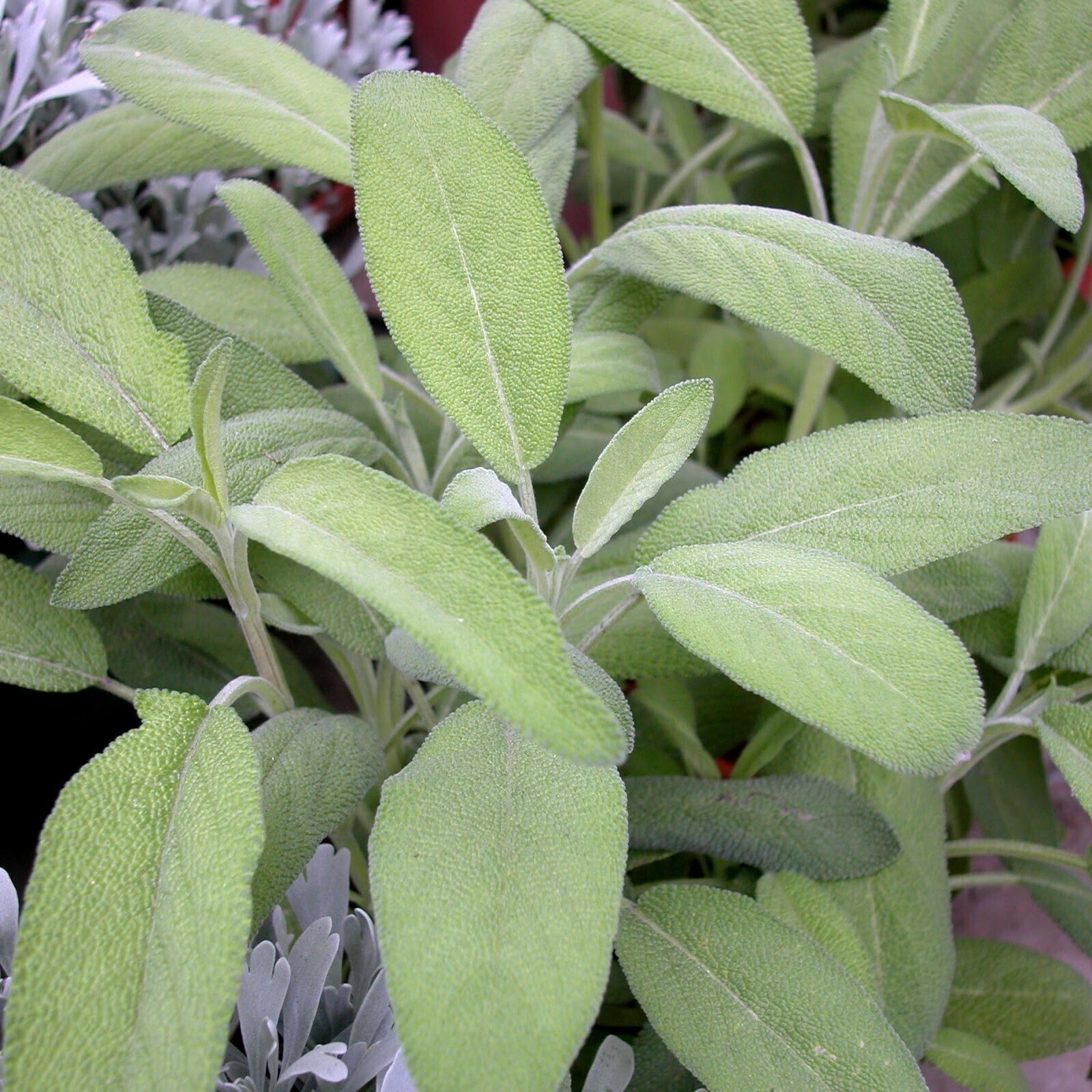 藥用鼠尾草 Salvia officinalis
