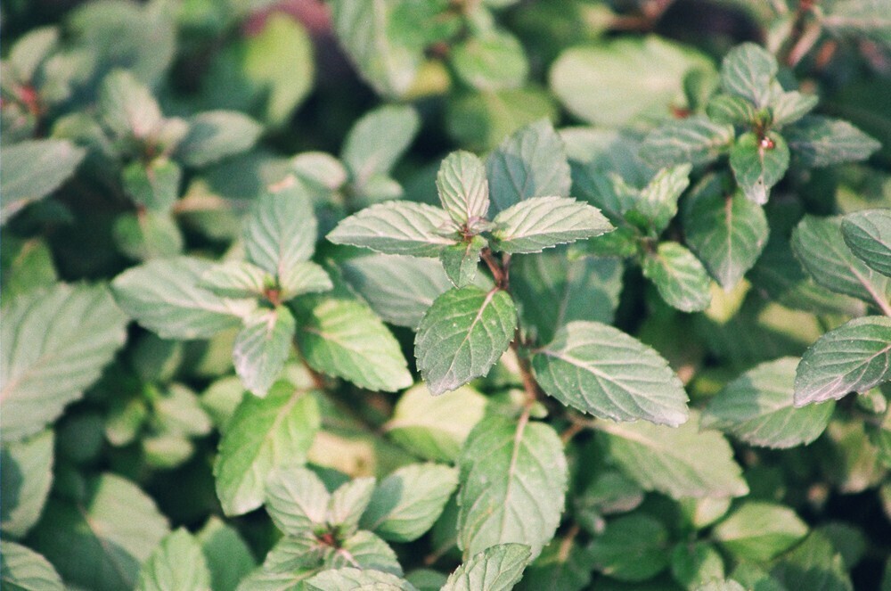 巧克力薄荷 Mentha x piperita 'Chocolate'