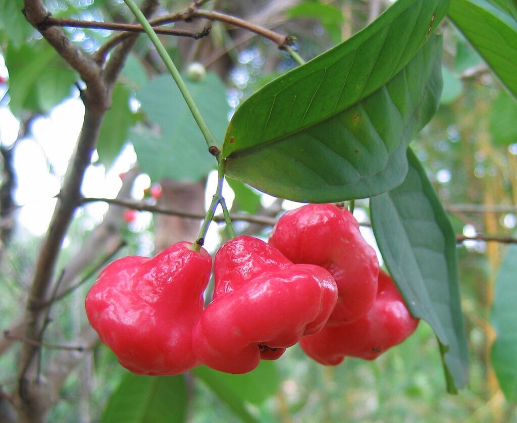 水蓮霧 Syzygium aqueum