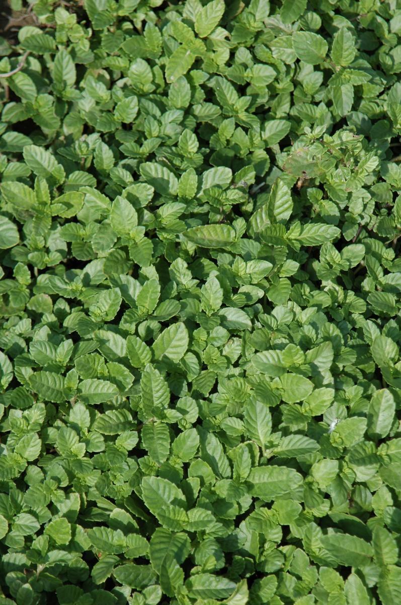 仙草 Mesona procumbens Hensl.
