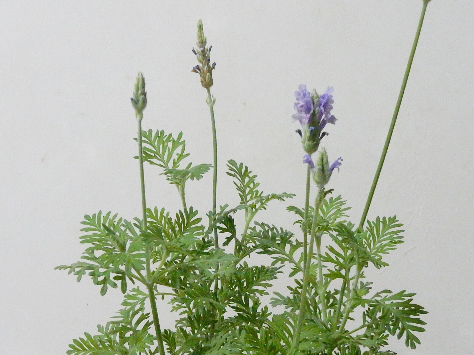 羽葉薰衣草 Lavandula pinnata