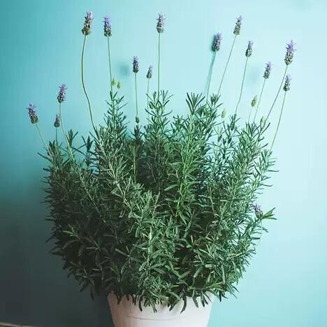 羽葉薰衣草 Lavandula pinnata